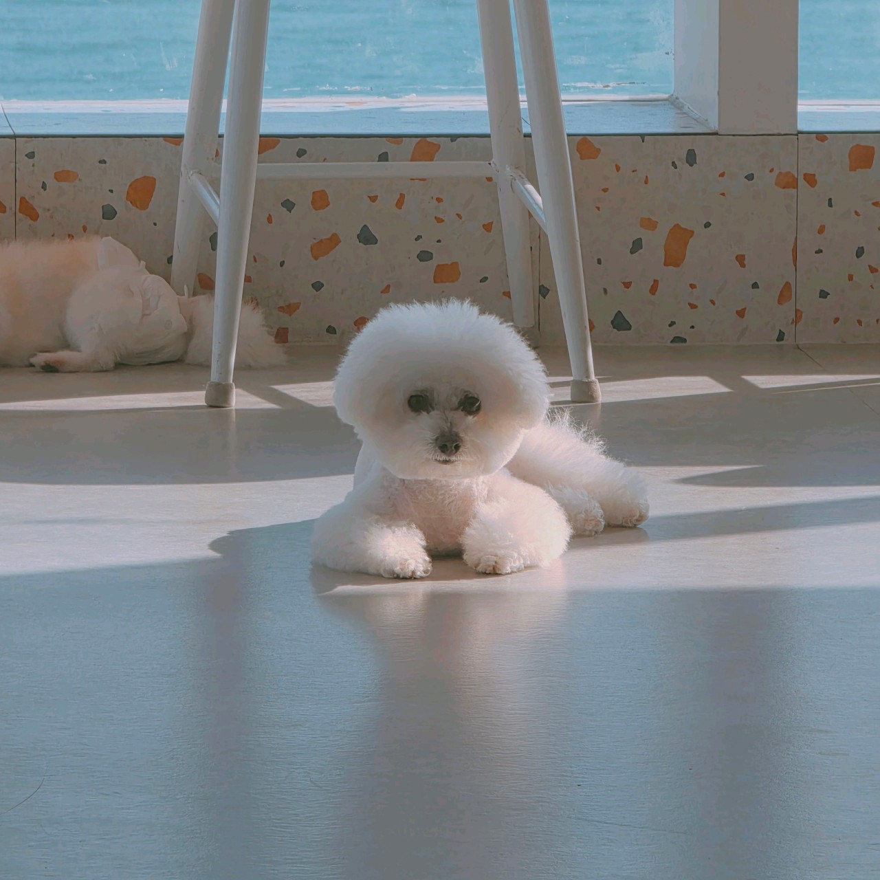 Cute dog