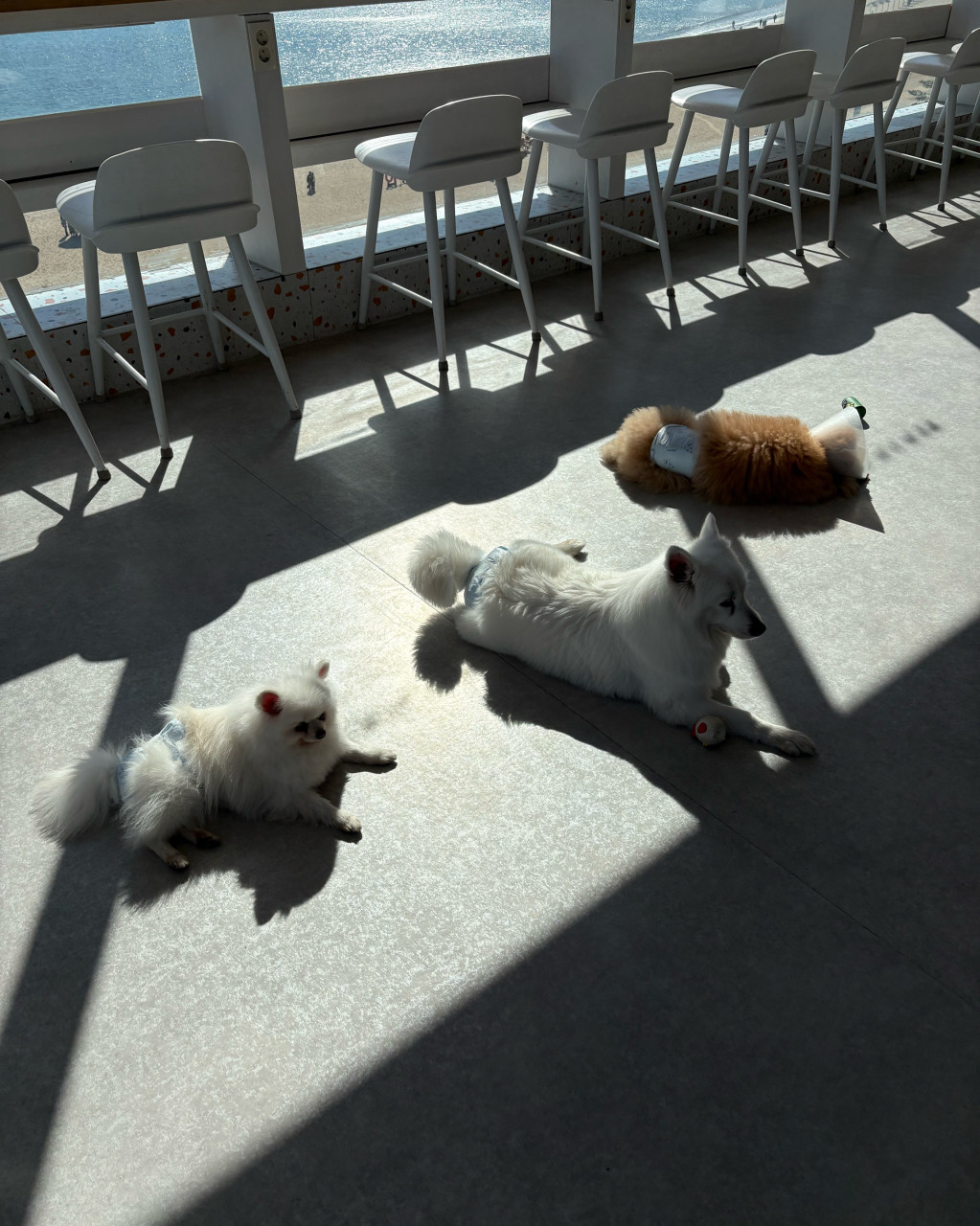 Dog cafe